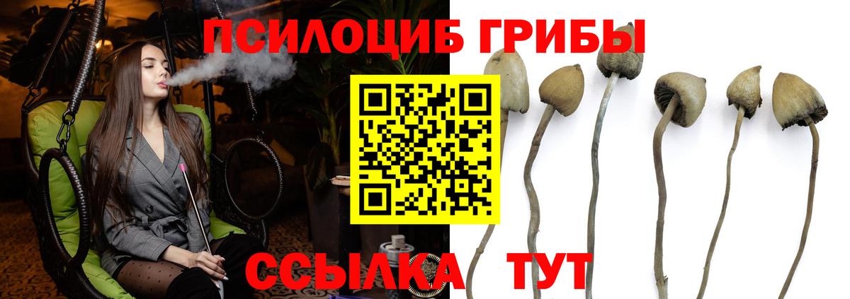 Псилоцибиновые грибы Psilocybine cubensis  Глазов 
